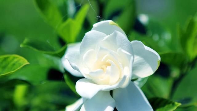 #家里#养护的栀子花,放在家里有什么好处?