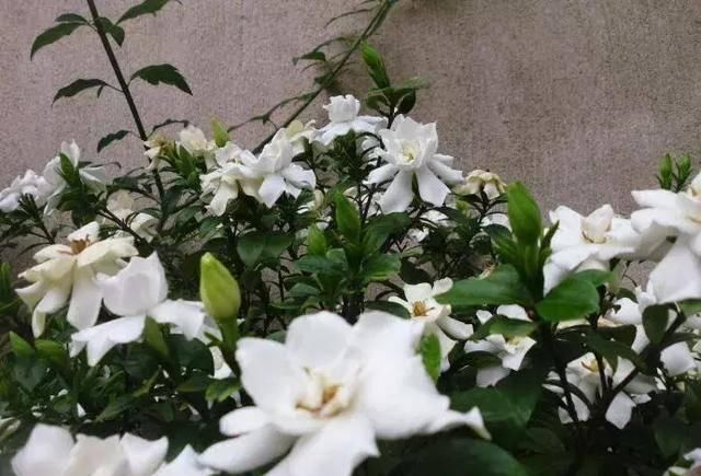  找到：栀子花总是爱黄叶？今天终于找到原因了！