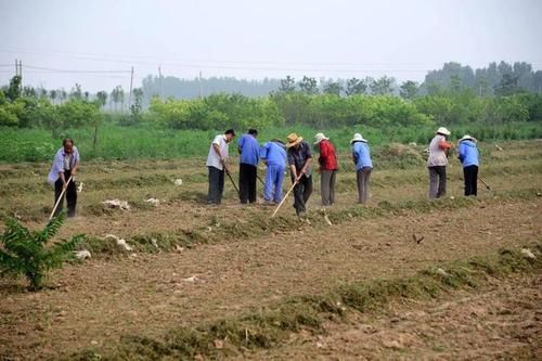  【确权】最新：有关农村土地流转，权威回复来了