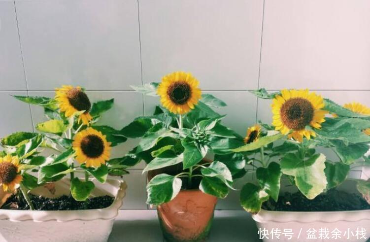 『金灿灿』向日葵盆栽,该怎么养护?做到“4点”,花朵硕大金灿灿