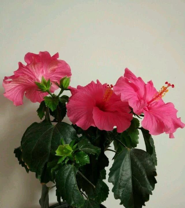  开花@花期最长的木本花卉，不但能四季开花，还非常漂亮好养