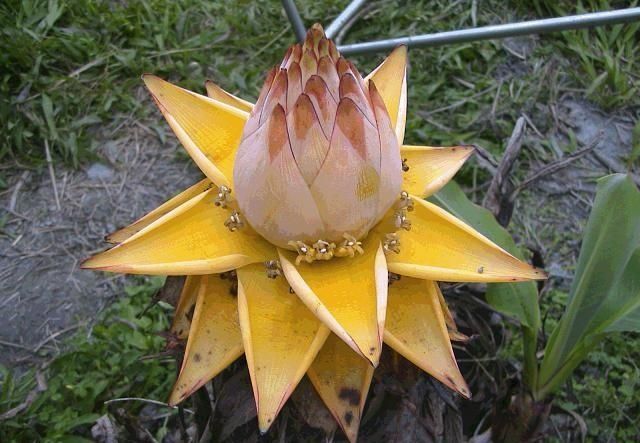  #金花#野外看到这“金花”，请别乱挖，目前极为珍贵，130元一斤