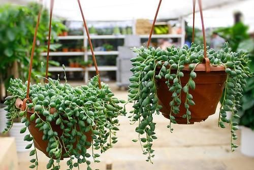  【生长期】养花做好这几件事,养什么花都能活,5分钟能学会!