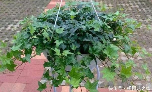  「常青藤」养常青藤，教你“几招”，半个月长成瀑布，夏天家里贼凉快