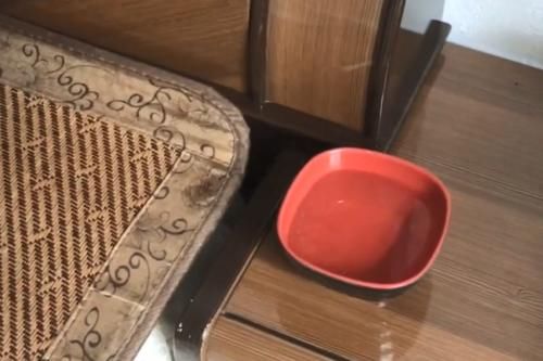  「蚊子」睡觉前，在床边放一碗“水”，不用点蚊香，房间一整晚都没有蚊子