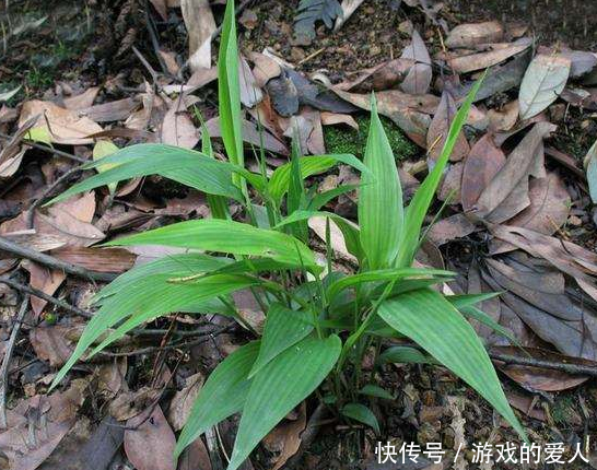 农村这种似竹叶的野草，曾用它来包“粽子”，卖到30元一斤