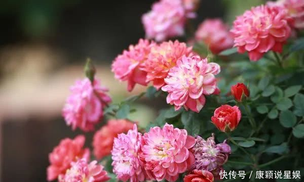  艳羡@当博士遇上玫瑰，碰撞出令人艳羡的玫瑰秘园