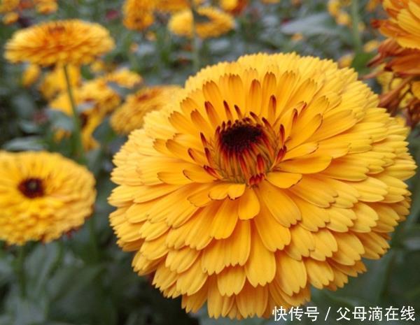  [看过]养花的朋友注意了，家里这四个地方一定不能摆花，看过的都换地方