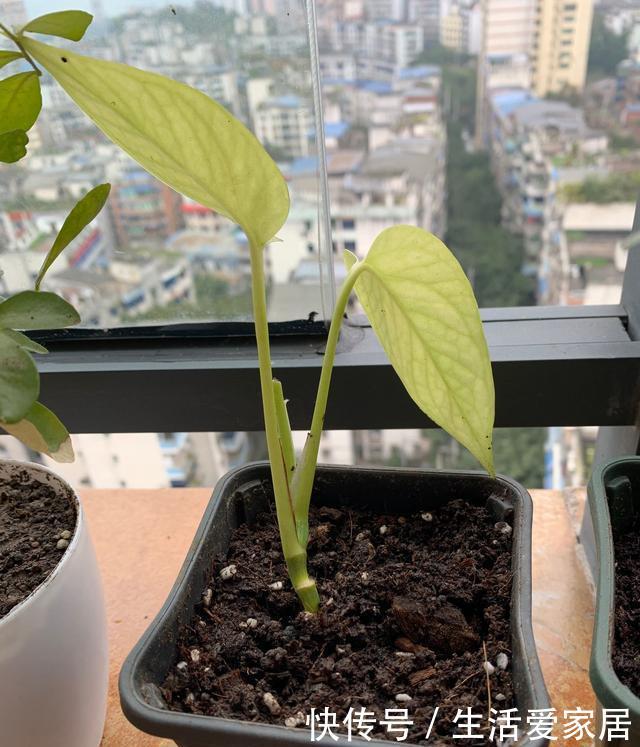  『绿萝』有“4种植物”，根系长得快，扦插一盆活一盆，回家不妨试一试