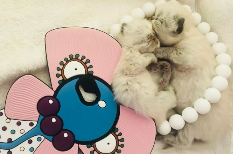 某天后被骂整容肿成胖头鱼,导演来辟谣:是275天熬夜熬的......