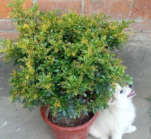  #好坏#家养一盆“米兰花”，条件好坏都开花，越晒越泼辣