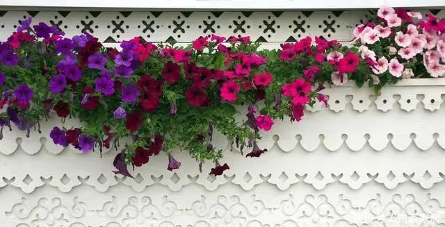  凤仙花|这4种花卉现在种植起来？6月份花开满园、香气逼人