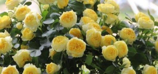  「长寿花」南向飘窗养这几种开花花卉，足不出户，四季就能有花赏！