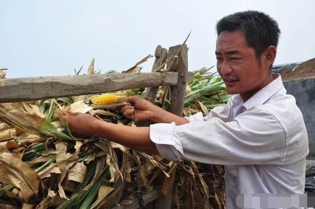  「2020年」2020年农民种啥、养啥能赚钱，专家指出2大赚钱机会，