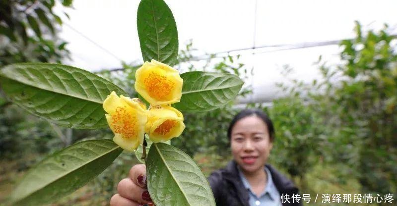 李时珍一辈子没找到的花，广西贫困户种它发大财！