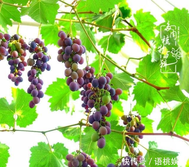 #喜欢#一粥一饭填饱肚子，一屋一花神仙日子！生命不止，玩趣不停！