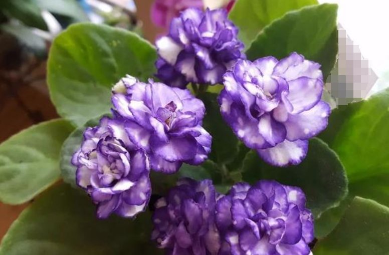  『花型』3种花，是花卉中的“劳模”，全年开花不断，花型紧簇，花量多！