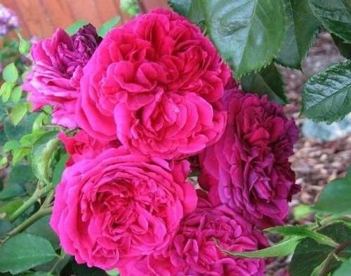 『能养』这花很好看,院子阳台都能养,2年长一片,见的人都拍照发朋友圈