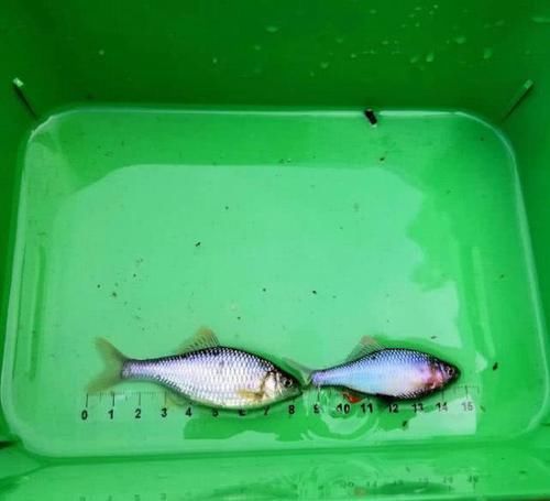  「鳑鲏鱼」钓鱼人一脸嫌弃的小鱼鳑鲏，在日本却成了“宠儿”
