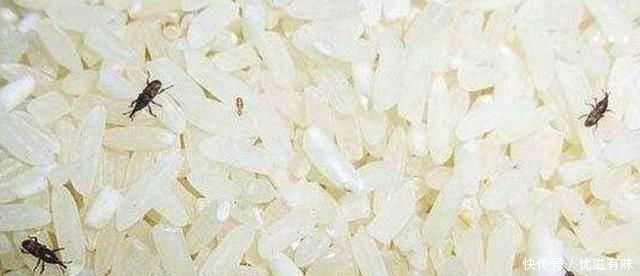 「方法」米里生虫全扔了多浪费,有招好方法全都消灭掉,吃起来更安全