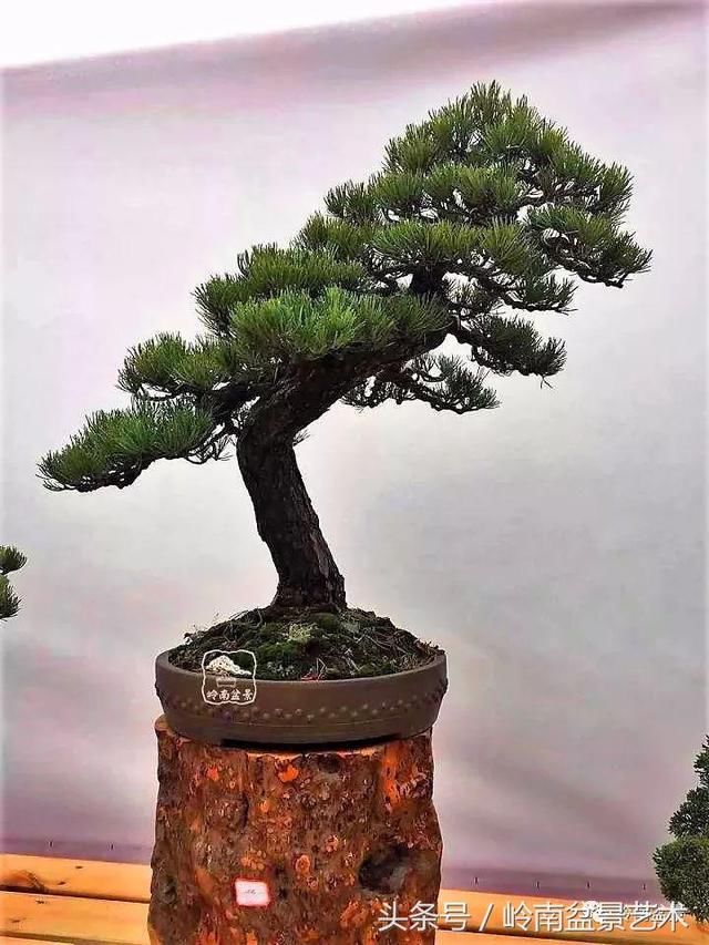 松树盆景，怎样才能算上品？