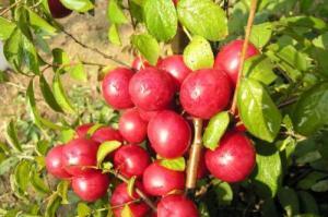  #钙果#农村这种野果，钙含量很高，被称为“补钙之星”，是高级