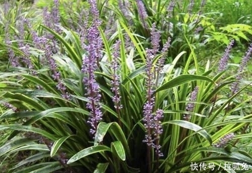 『观赏价值』它在农地里像“杂草”,被称为“沿阶草”,根茎比庄稼值钱,珍贵