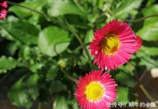  『春天』春天来了，用两种方法把你的雏菊唤醒，让它准备开花吧