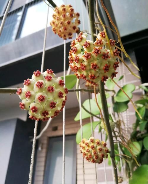 【对光照的需求】11种耐阴花，光不好也能嗖嗖长，开出2米大花墙！