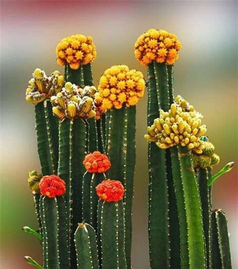  『植株』仙人掌这么养，侧芽冒不停，叶片肥厚，俩月就爆盆