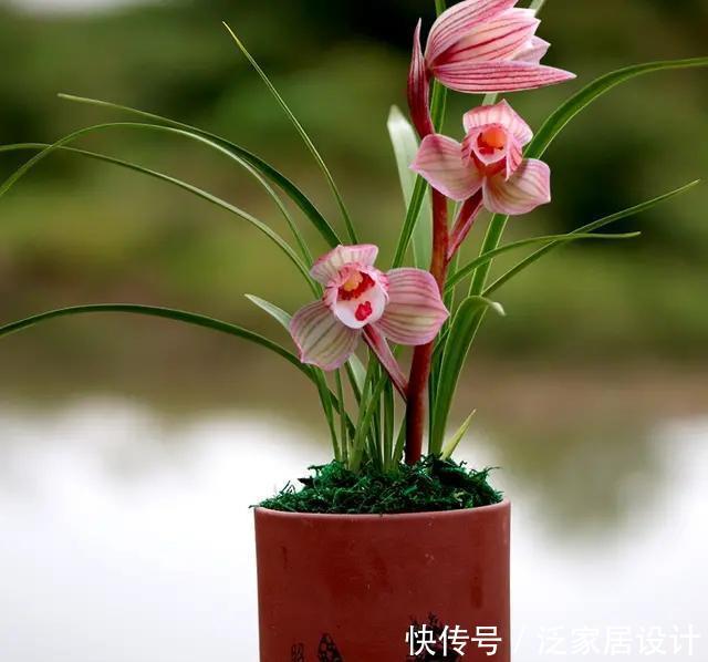  花香|酒香味的兰花你闻过吗？最美荷瓣兰，花色粉红，叶片金边亮眼
