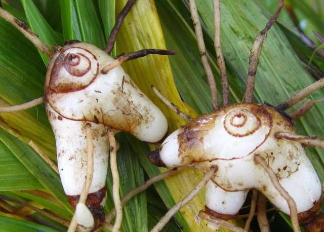  「白芨」亩产500斤，市场一斤能卖60元，农民却不愿种植？