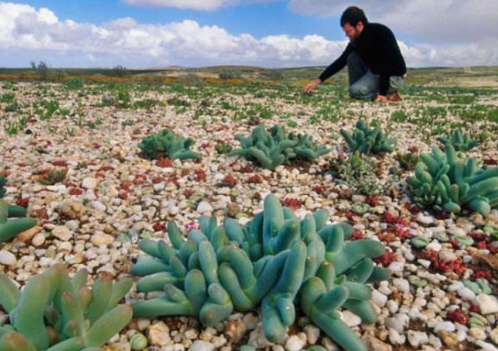 世界上最神奇的沙漠，长满多肉和鲜花，游客：怕不是个假的？