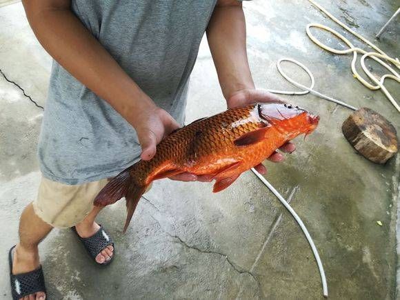肚子:难得钓到一条荷花鲤,可是鱼的肚子为什么这么大?是窝料打多了吗