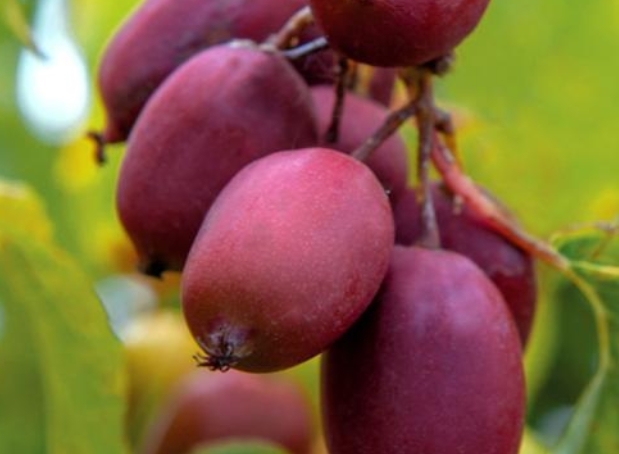 又一农产品爆红，一斤120元全国能种，今年种第2年就能换车