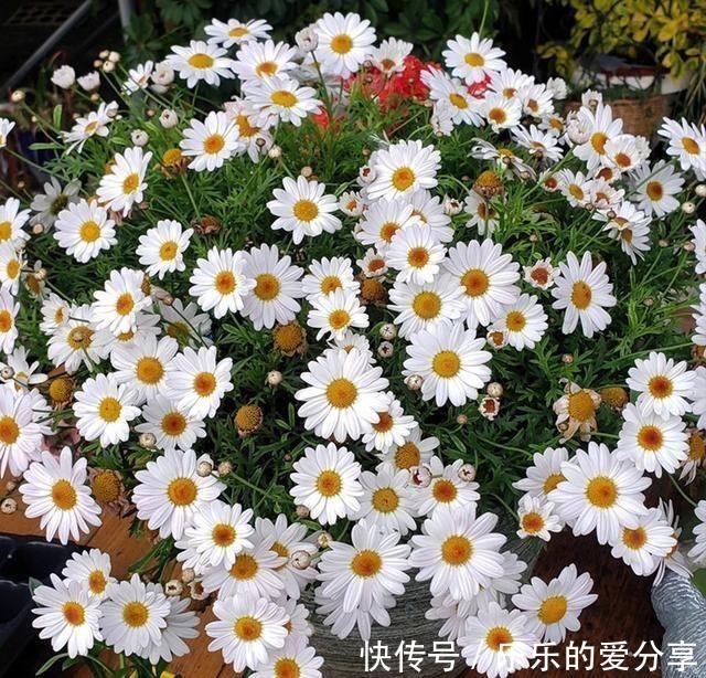 试试|想要养护花期长花量大、色彩丰富的草花,试试玛格丽特,皮实好养