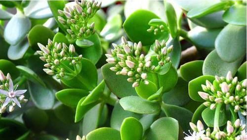  中华：喜欢菊花，首选此款“菊中精品”中华溢彩，灵动飘逸，流光溢彩！
