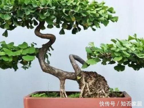 #富贵#4种盆景适合养在客厅,摆上1盆富贵又吉利,尽显格调值得拥有