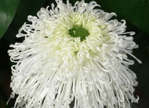  『喜欢』喜欢菊花，就养盆“珍稀名菊”千尺飞流，似飞流直下，壮观高贵