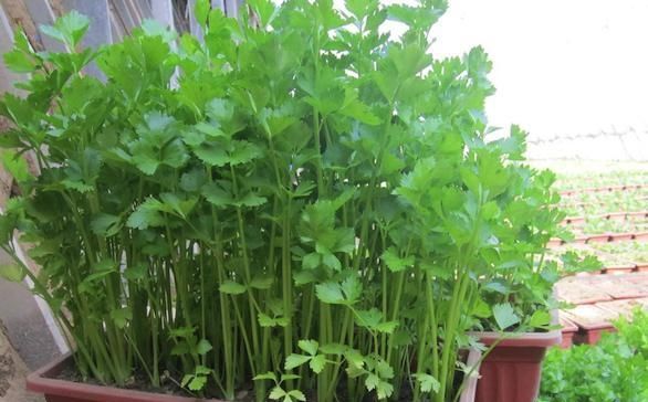  [家里种植]出伏以后，可以种植哪些蔬菜来做盆栽？需要注意什么？