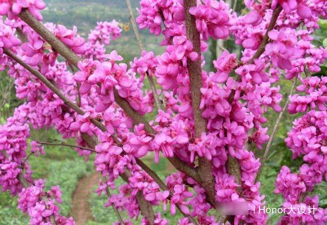  沼泽园中常见@花色淡雅的3种花，紫荆、夏雪片莲、满山红，开花娇艳欲滴