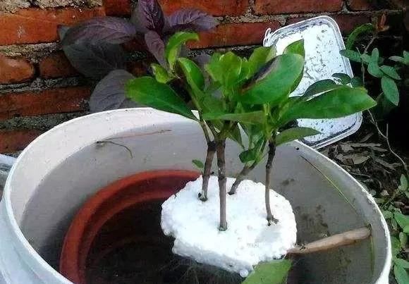 水里|这4种花,剪个枝插水里,10天就生根,当下季节最佳