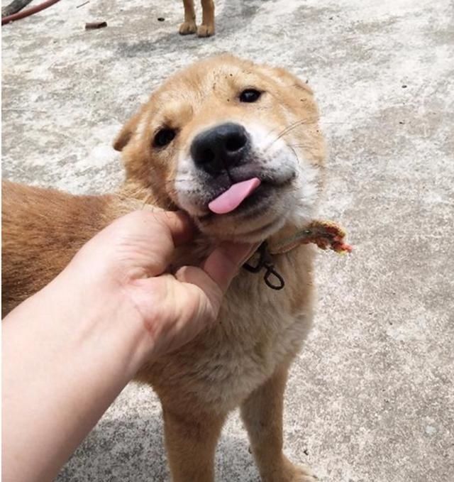 小伙领了只土狗回家,在家里胡吃海塞,一个月时