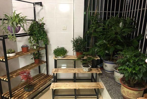  『花养』把花养在室内，满足小小田园梦，4条基本养花技巧，值得你学学