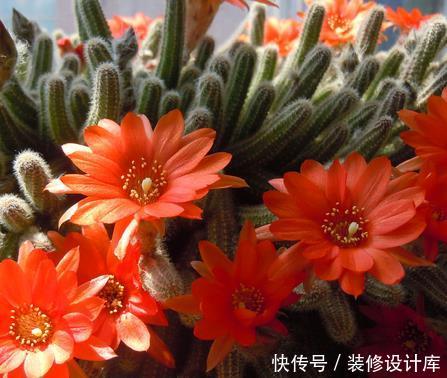 五彩石竹■在家中养护漂亮的花卉,就选择3种花卉,花色多样,幸福吉祥好运