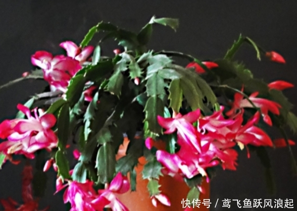 『发芽』4种花“不用买”,一片叶子就能生根发芽,很多人都不知道!