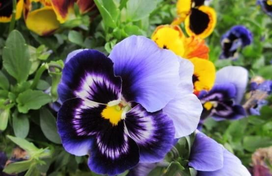  #款花#掐个枝就能活的“5款花”，适合新手懒人，观赏价值高，繁盛迷人