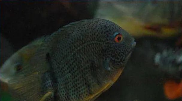  #水族市场上#美洲慈鲷之美，您细品