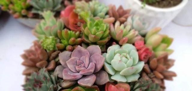  植物：多肉植物施什么肥长得快？这几个注意事项要做好！