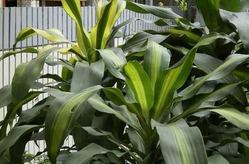  『适合』龙血树属观叶植物也门铁的2种扦插繁殖方式，总有1种方法适合你